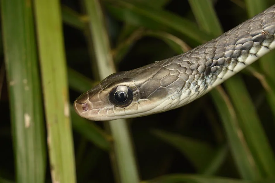 Mamba negra: el veneno que paraliza en minutos y su cadena trágica