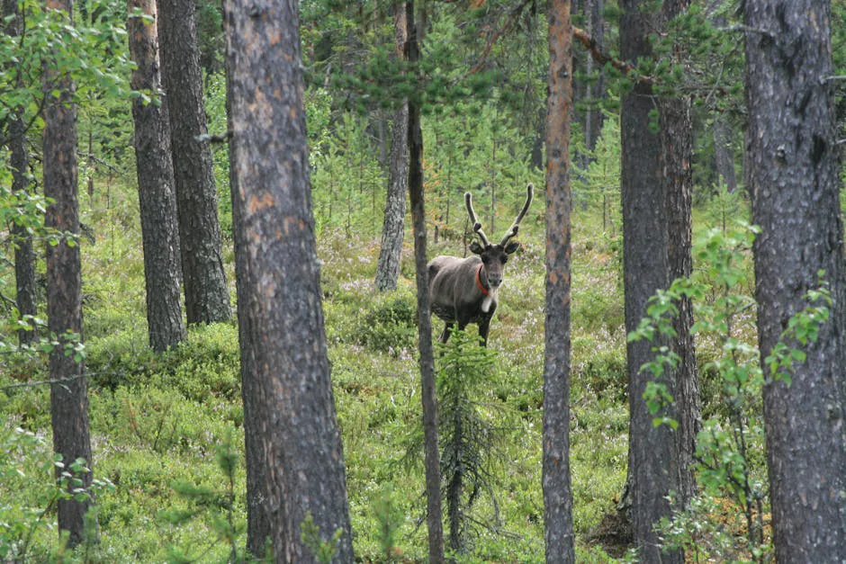 Renovando los bosques nórdicos: ¿un futuro para renos, naturaleza y cultura sámi?