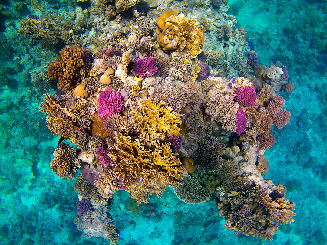 Robot submarino autónomo descubre "puntos calientes" ocultos en arrecifes de coral
