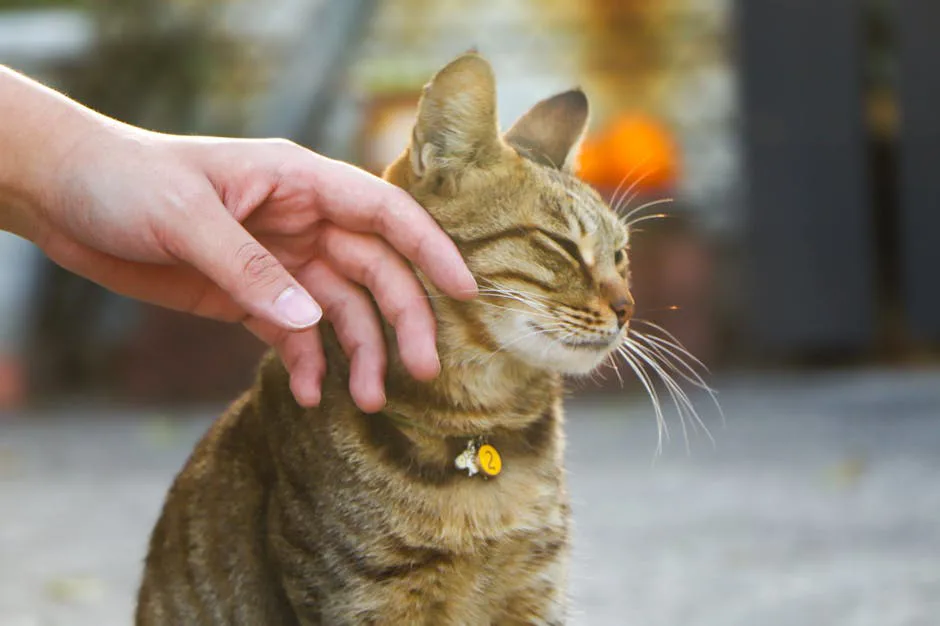 Foto: Yuen / pexels Human hand gently caressing a relaxed tabby cat with collar outdoors.