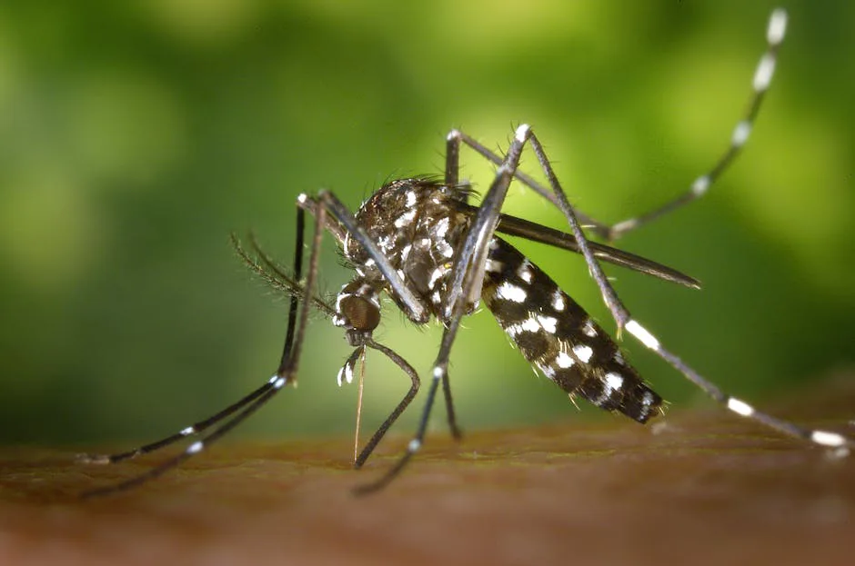 ¿Imán de mosquitos? La ciencia revela por qué algunos somos más atractivos para ellos