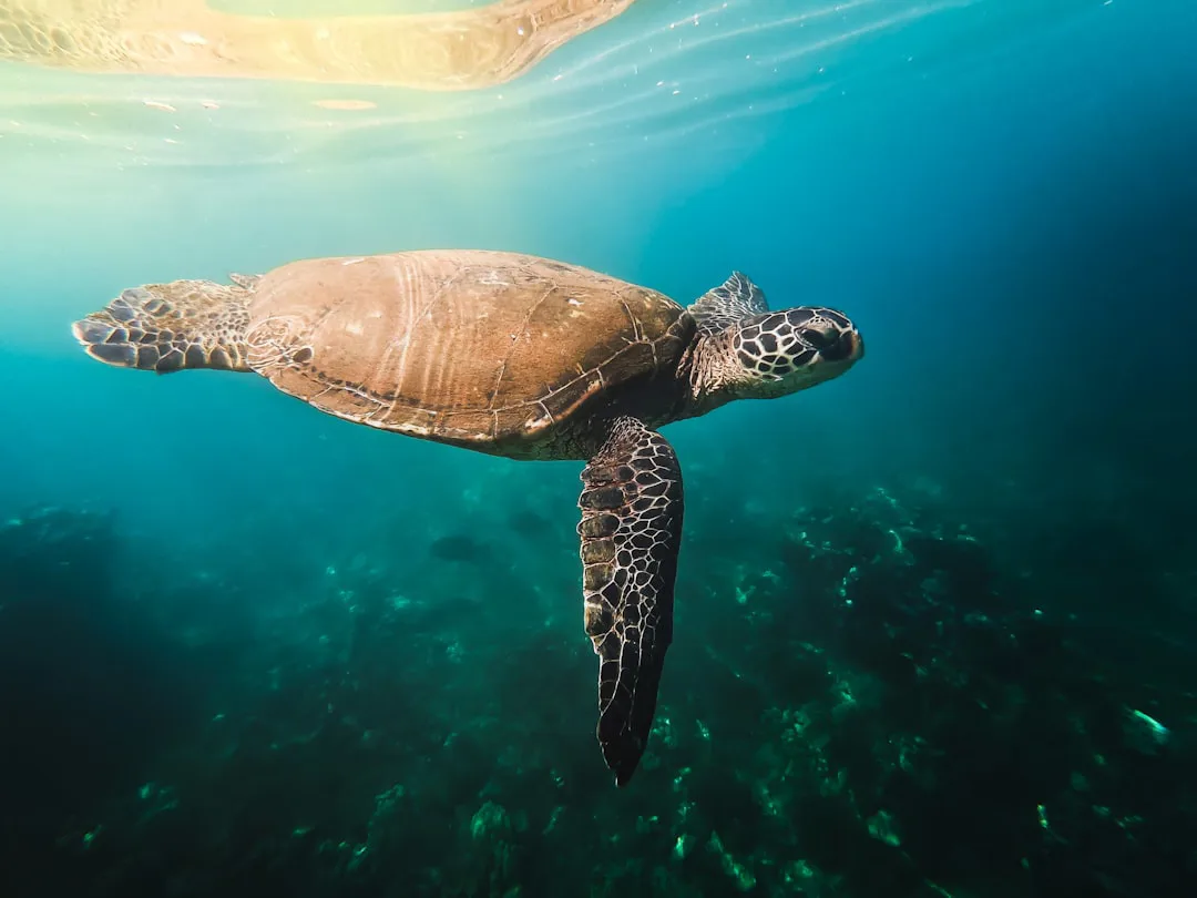 a turtle swims in the water near a coral reef