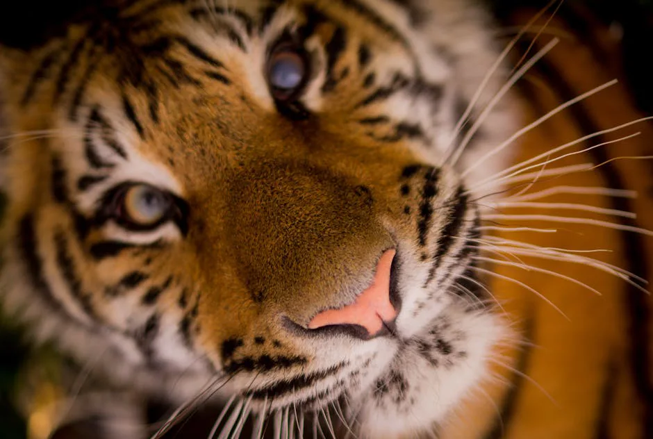 Foto: ClickerHappy / pexels Intimate close-up view of a tiger's face, highlighting its fierce beauty and wild nature.