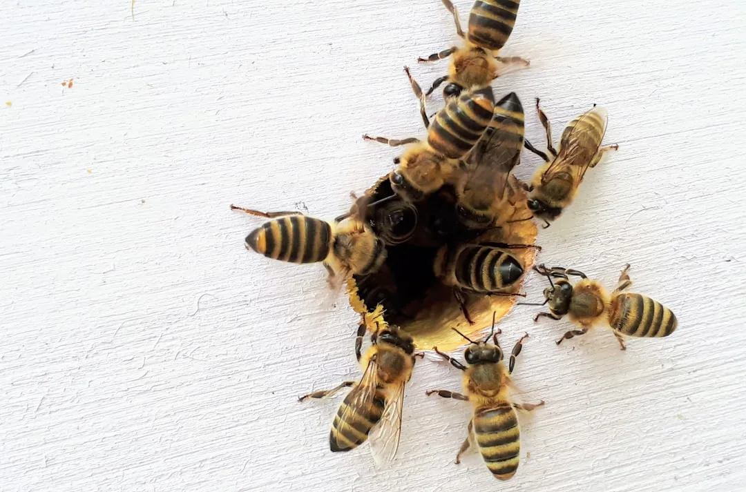 La lucha solitaria de la abeja reina: una madre que define la supervivencia de su colonia
