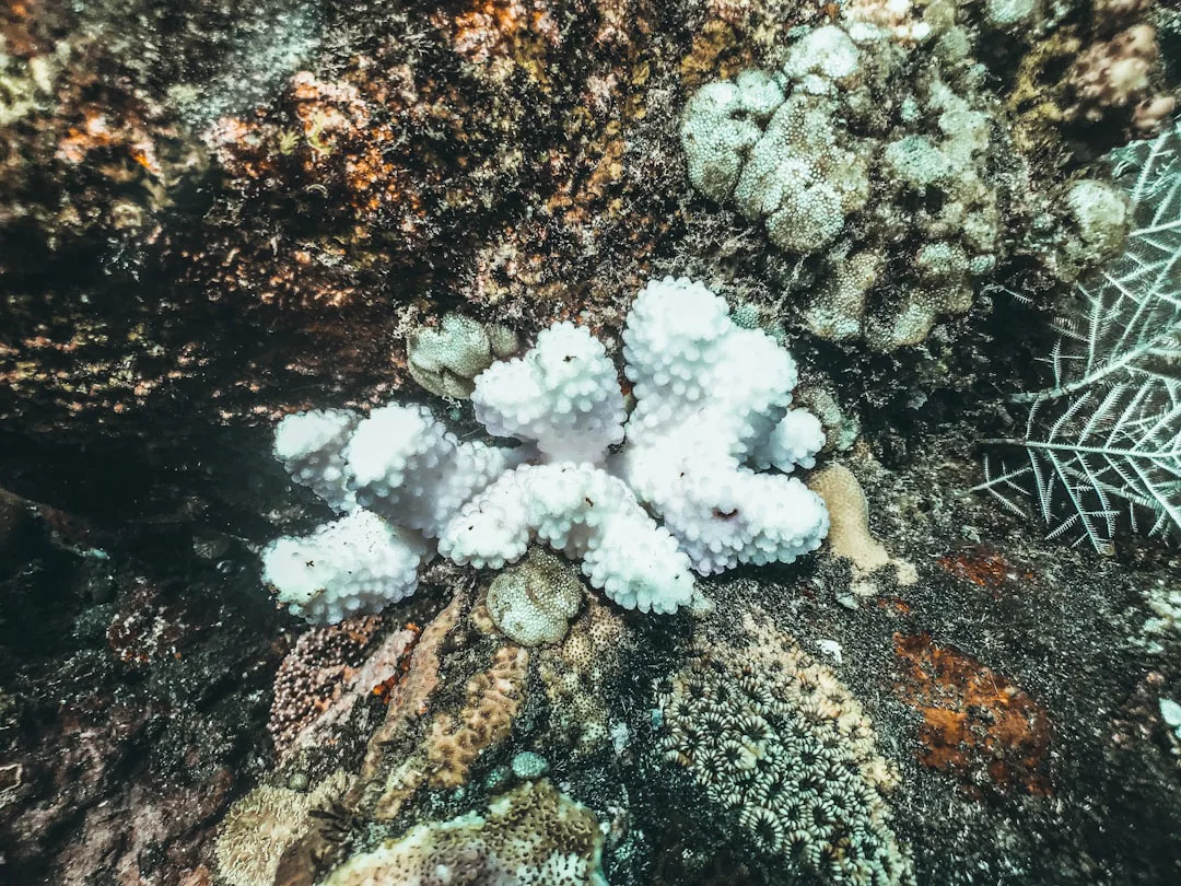 Foto: Naja Bertolt Jensen / unsplash a group of white corals on a coral reef