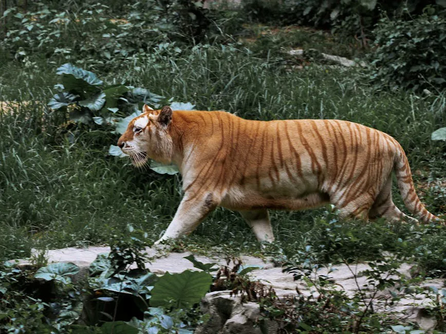 A majestic golden tabby tiger prowling gracefully in its natural habitat surrounded by green vegetation.