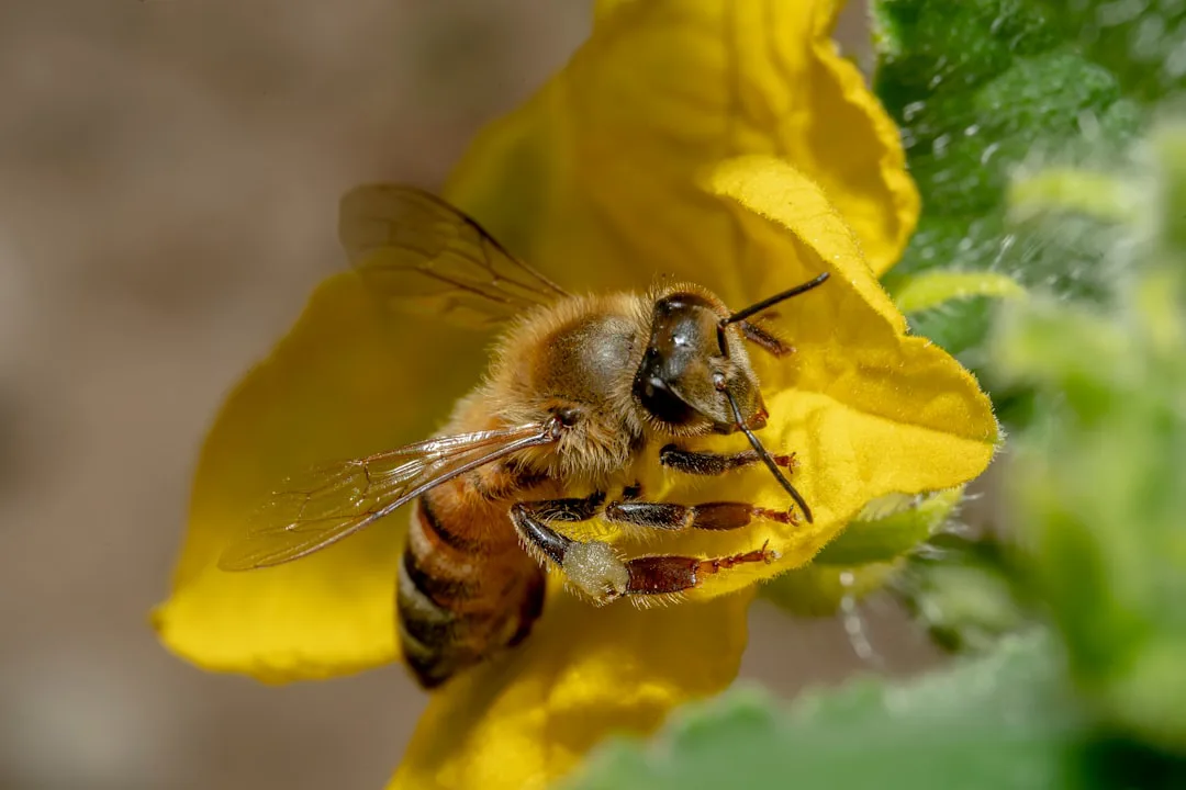 Abejas híbridas de California desarrollan resistencia natural contra el ácaro Varroa