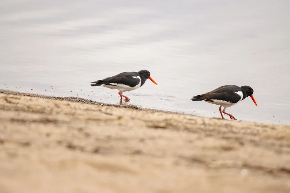 Tormentas e inundaciones amenazan la cría de aves limícolas en el Báltico