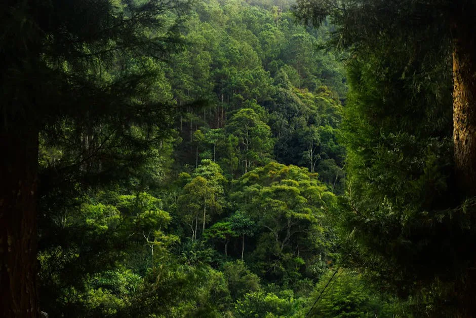 A vibrant lush tropical forest with dense green trees creating a serene natural scene.