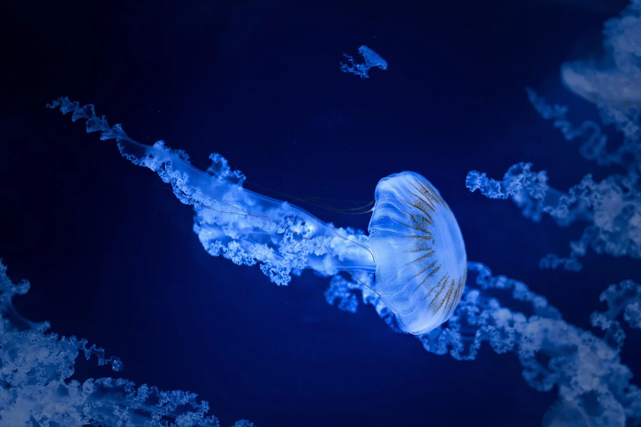 Explosión de vida en el Pacífico: más de 5.000 nuevas especies en zonas de minería submarina