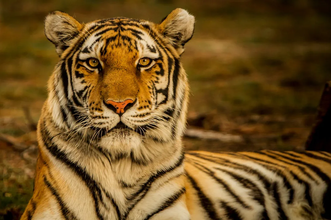 La mente maestra detrás de las garras: ¿qué hace a los tigres tan inteligentes?
