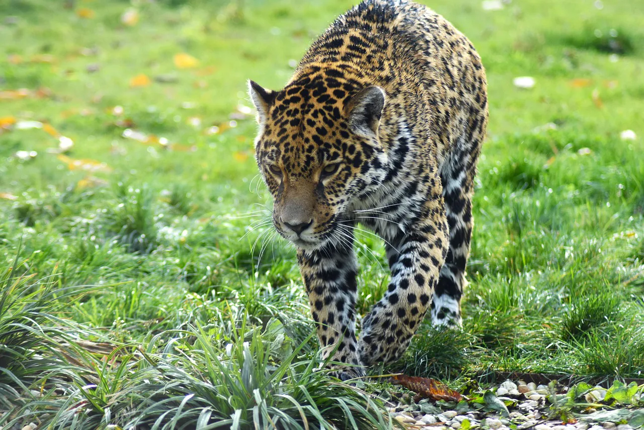 jaguar, feline, spots, american jaguar, beast, america, nature, animal, jaguar, jaguar, jaguar, jaguar, jaguar