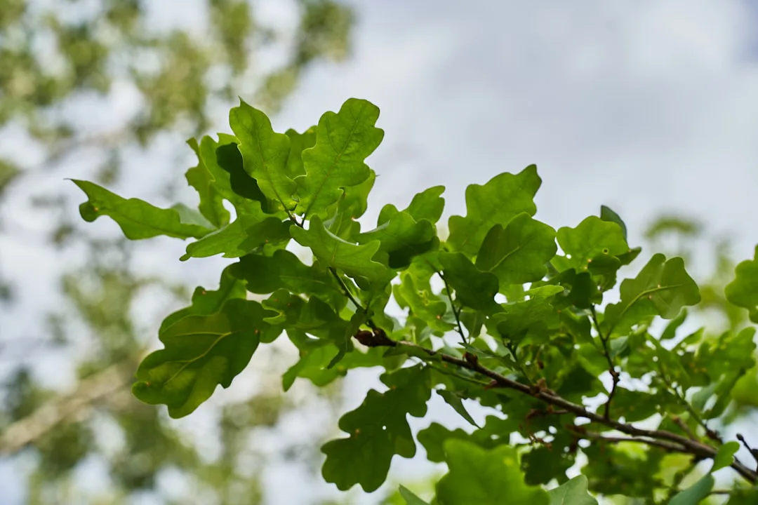 Foto: Azimbek Assarov / unsplash green maple leaf in close up photography