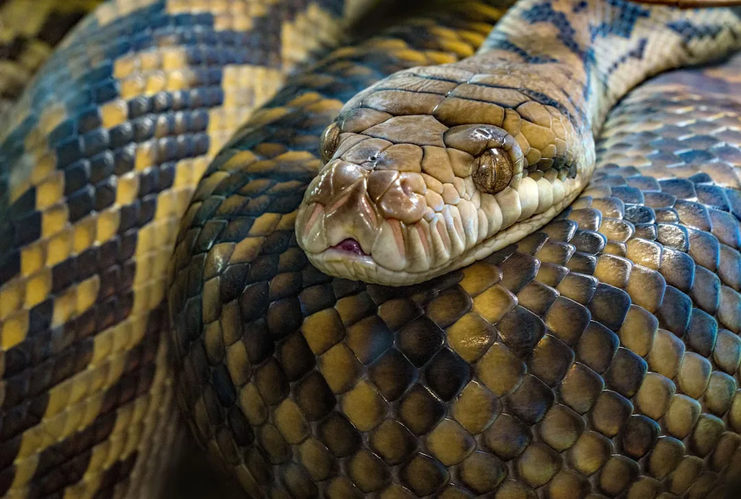 Vasuki indicus: la serpiente gigante de 15 metros que rivaliza con Titanoboa