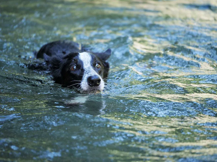A playful Border Collie swims in crystal-clear river waters during a sunny summer day.
