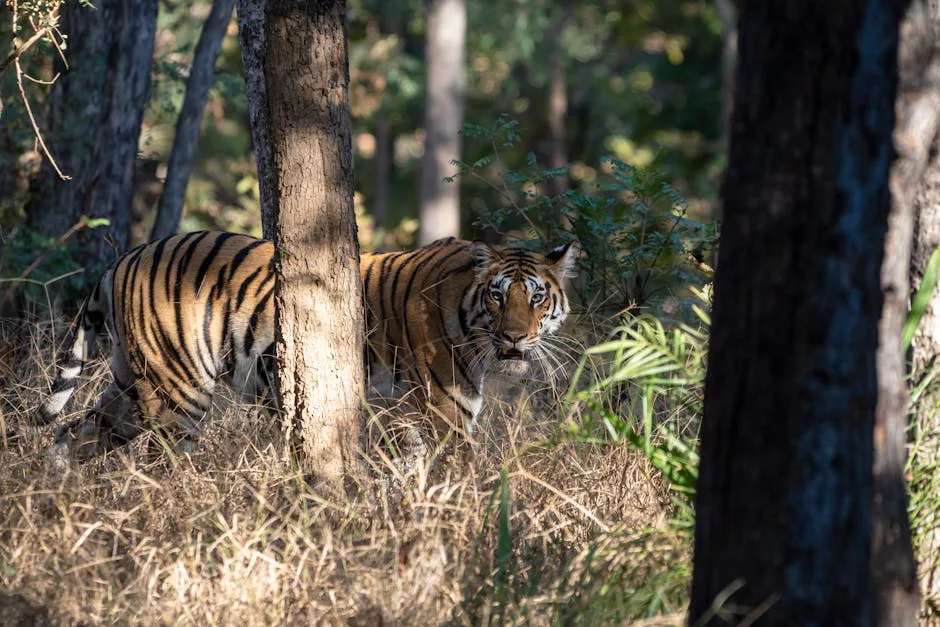 Foto: GVN Santhosh / pexels Bengal tiger prowling through a sunlit jungle, showcasing its majestic stripes.