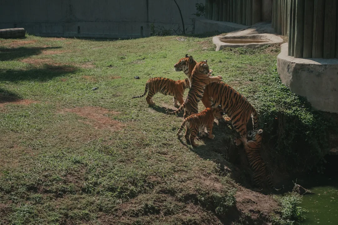 Esperanza para los tigres de Sumatra: nacen cuatro cachorros en un parque animal