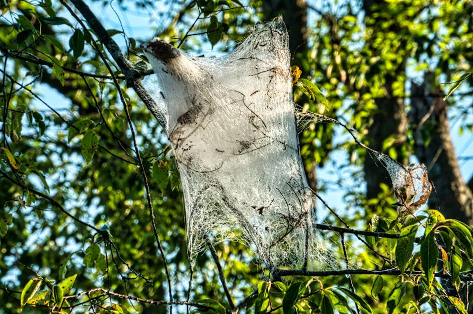 Telarañas de oruga en parques: ¿alarma o maravilla natural inofensiva?