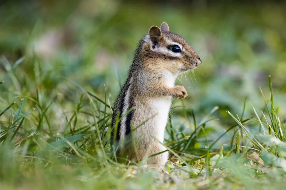 Chipmunks: pequeños roedores y su fascinante mundo otoñal