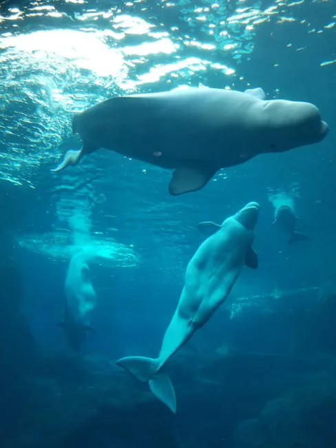 El silencio de las belugas: descifrando sus llamadas para salvar una población en declive