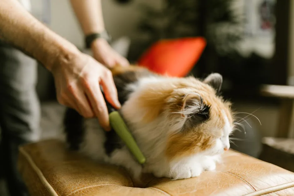 Foto: RDNE Stock project / pexels A person gently combs a fluffy calico cat indoors. Cozy pet grooming moment.