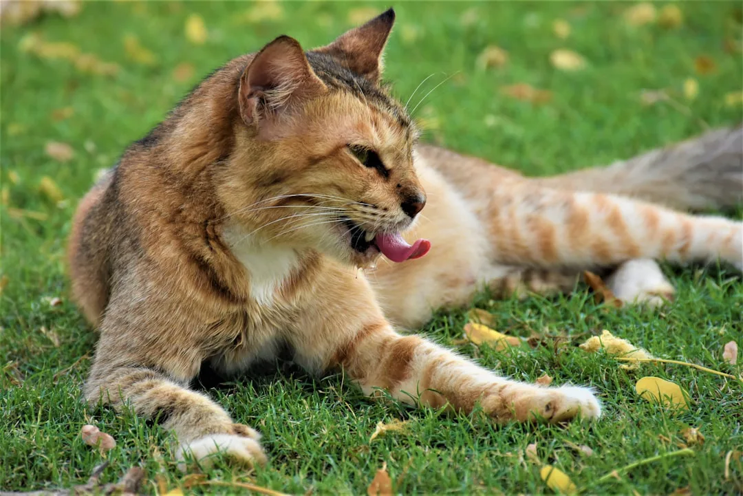 Por qué los gatos pierden tanto pelo: estrés, muda estacional y salud felina