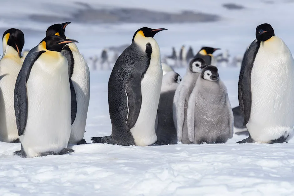 Pingüinos Emperador: El Foco de las Conversaciones Antárticas en Japón