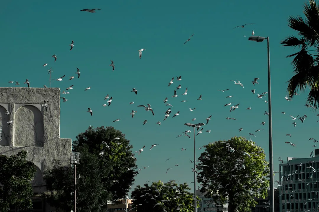 El canto de las aves urbanas: ¿una melodía en peligro de extinción?