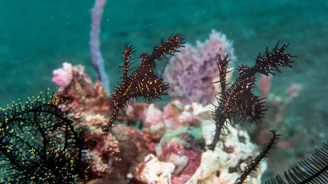 Two ornate ghost pipefish swim near coral.