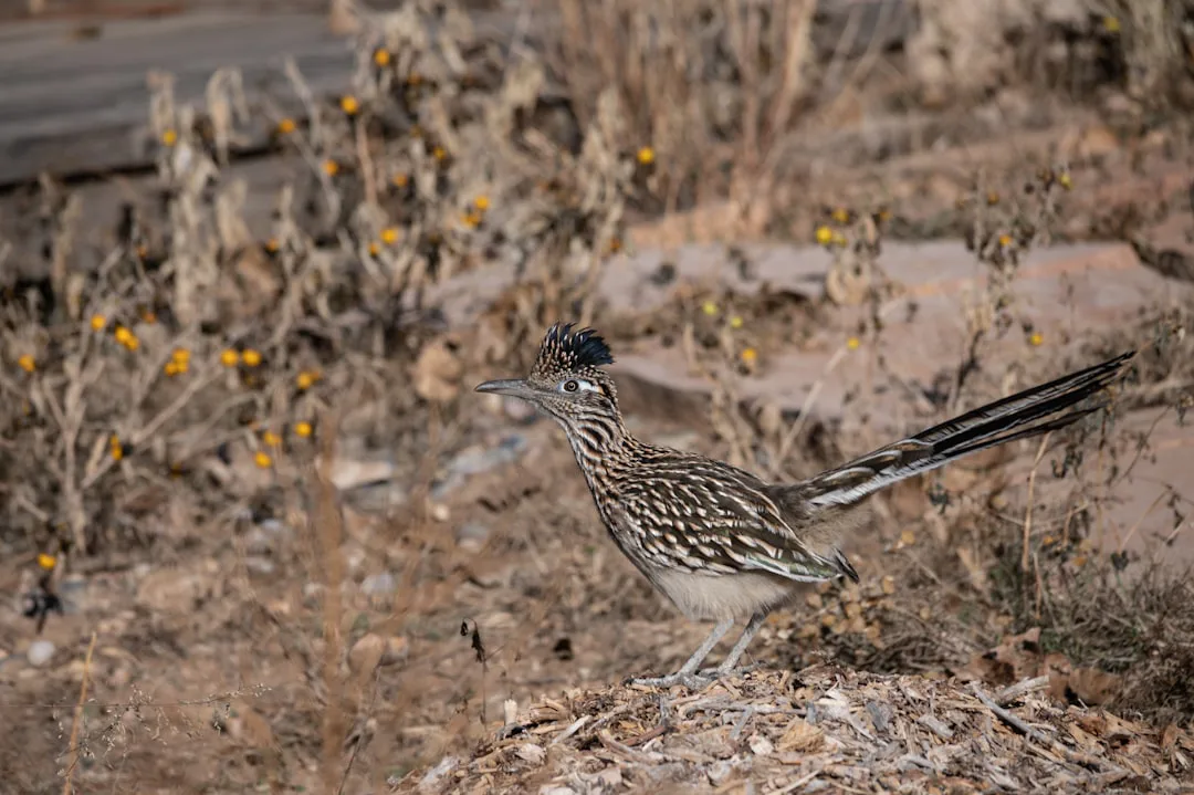 Duelo en el desierto: correcaminos vs. serpiente de cascabel