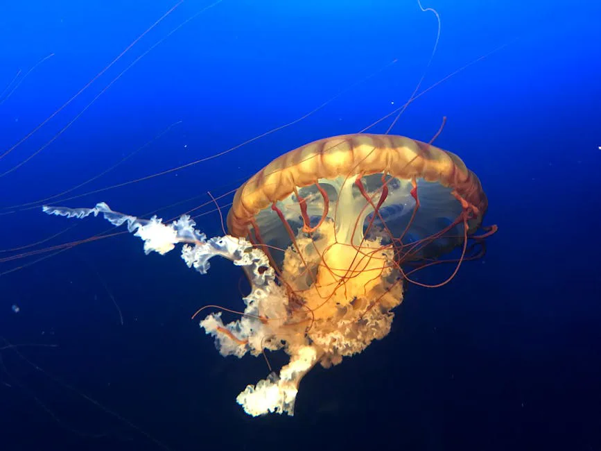 La invasión silenciosa de la medusa de agua dulce