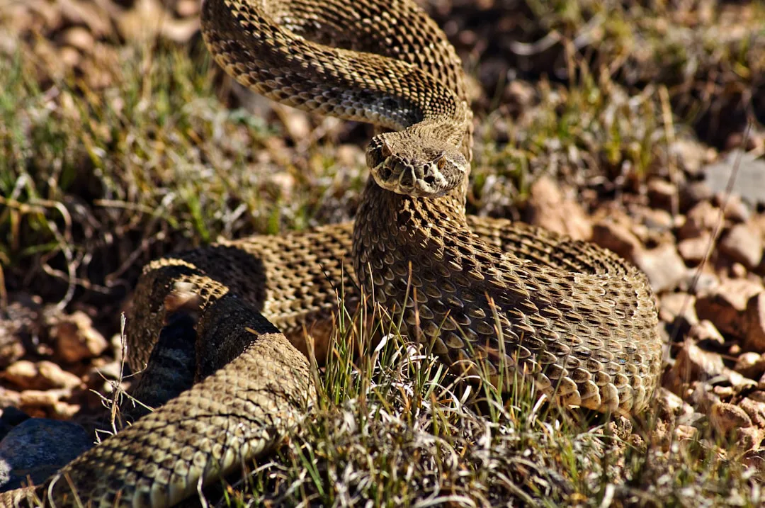 Foto: Jensine Odom / unsplash A snake that is laying down in the grass