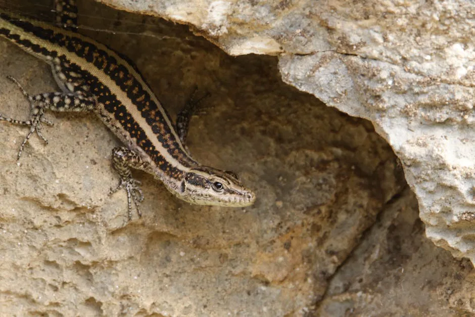 Detailed view of a lizard resting on rugged rocks, showcasing its natural habitat and intricate patterns.