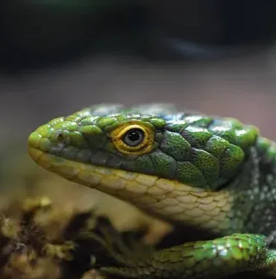 Detailed shot of a green lizard showcasing scales and eye, resting on mossy forest floor.