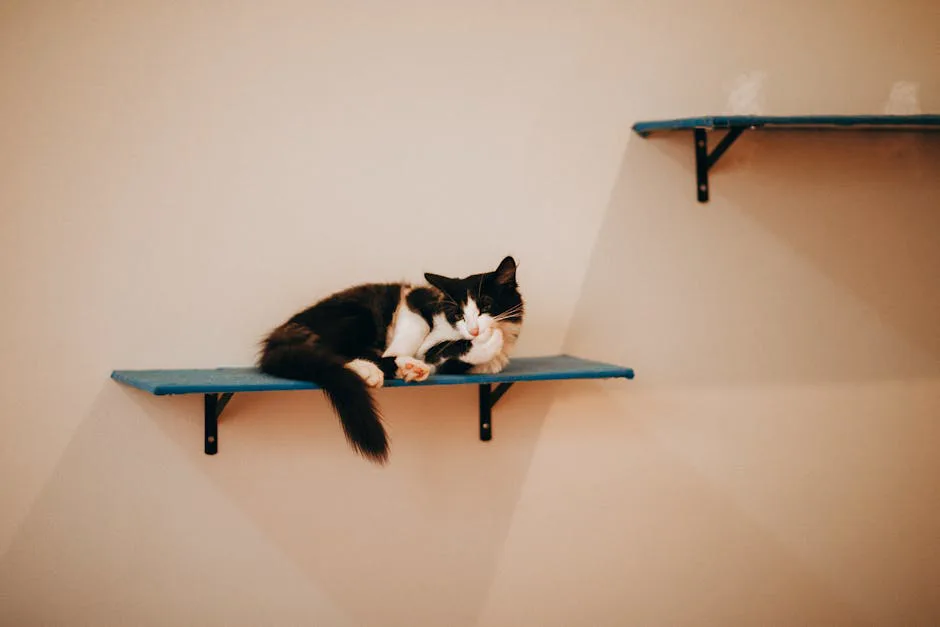 Gatos: ¿rebeldes o simplemente felinos? Desentrañando sus 'travesuras'
