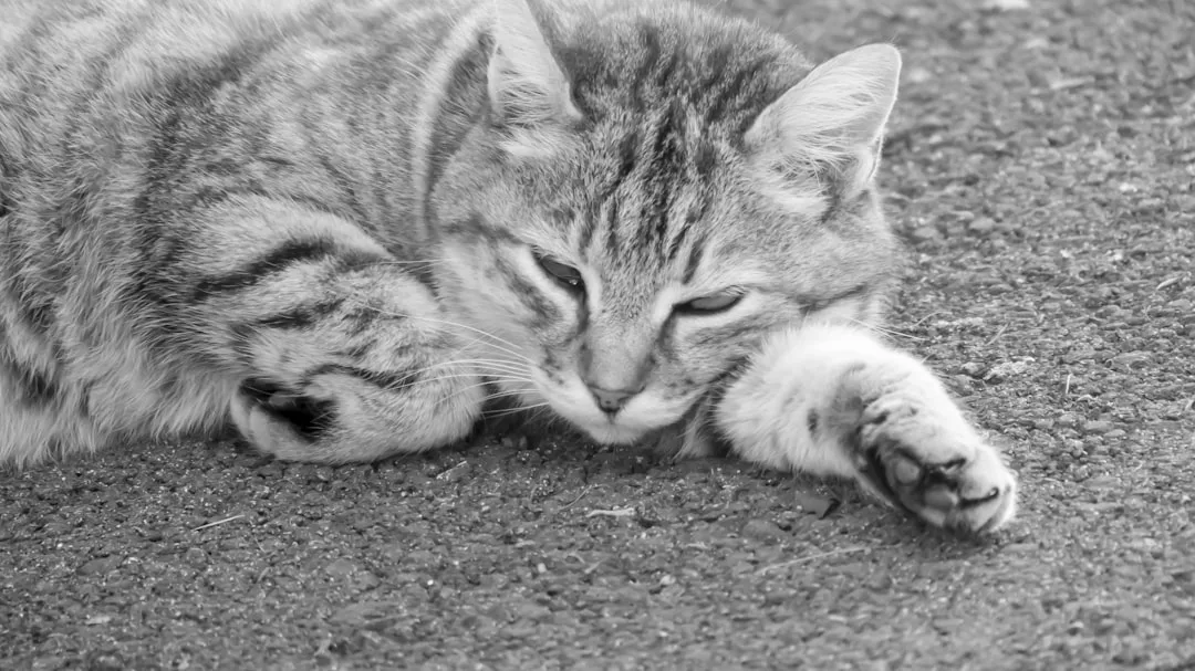 ¿Gatos de la muerte? Desmontando mitos: el poder sanador de un felino en el duelo