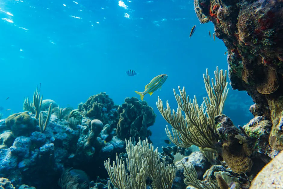 Arrecifes del Caribe en peligro: la mayoría carece de protección vital