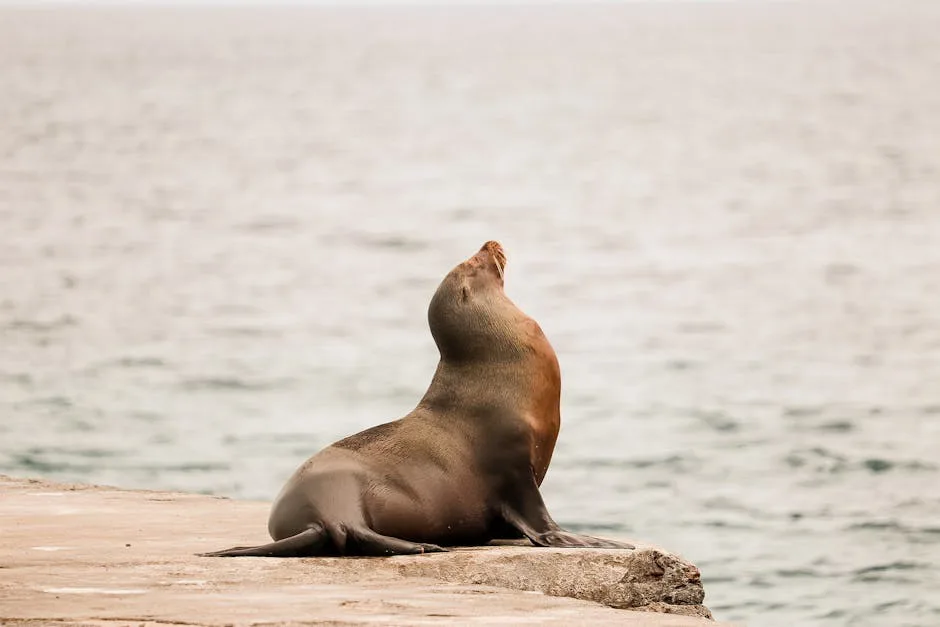 El misterio del corazón de los lobos marinos: ¿recuperación en tierra firme?