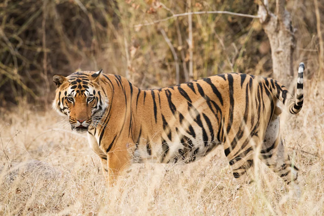 Foto: Vincent van Zalinge / unsplash tiger on grass field during daytime