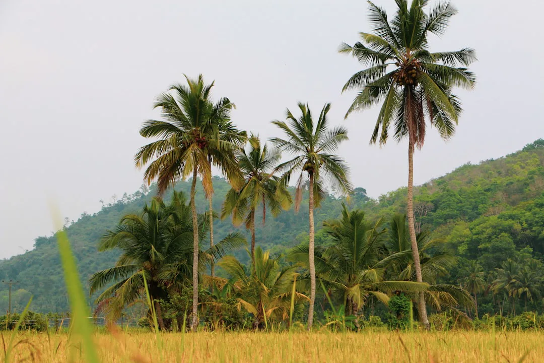 Sri Lanka: Dieta vegetal humana en selvas tropicales aumentó miles de años antes de la agricultura