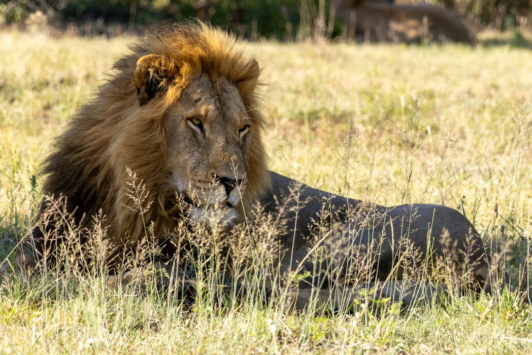 Leones: la brutal realidad de la sabana africana