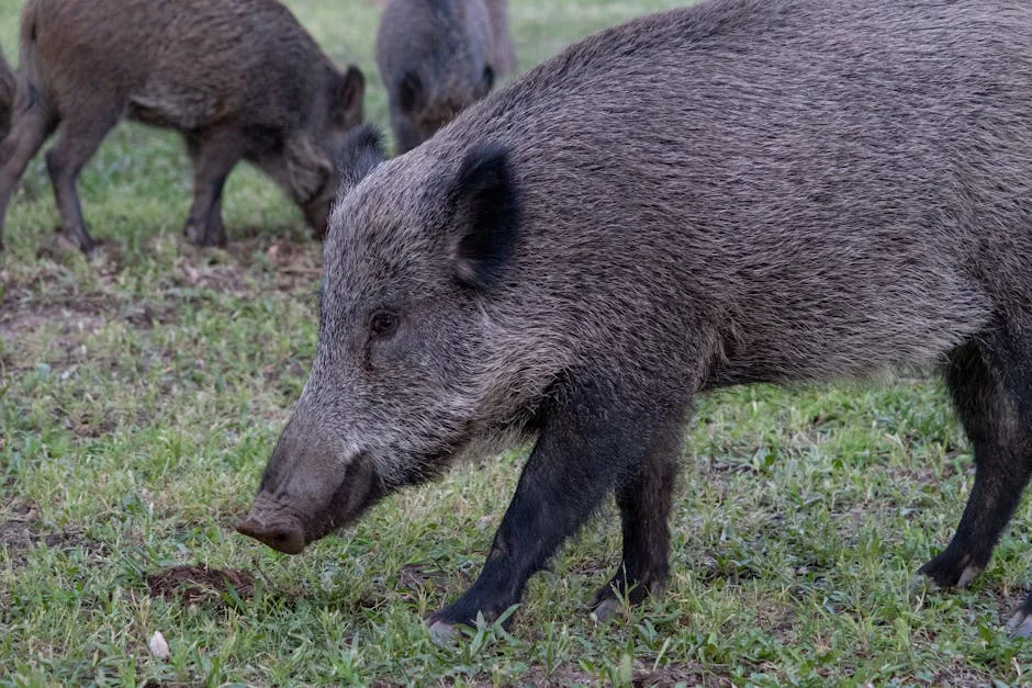 A group of wild boars roaming and grazing on green grass in İzmir, Türkiye.