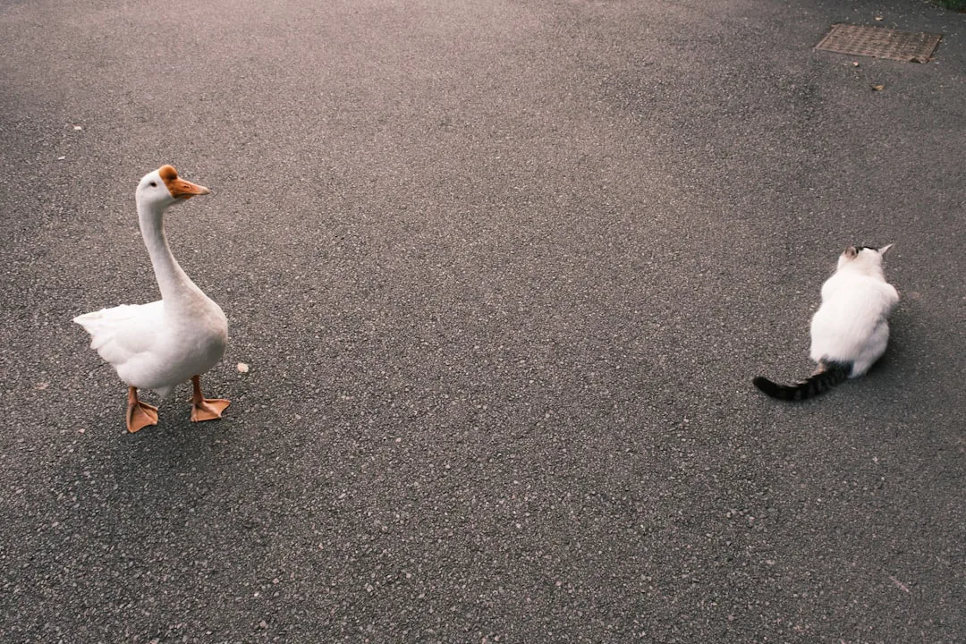 Un patito héroe: la inesperada historia del rescate de un gato herido