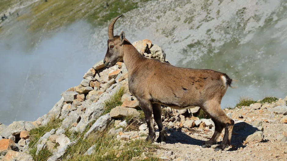 Foto: SlimMars 13 / pexels Wild Alpine ibex standing on rocky terrain in Gresse-en-Vercors, France.