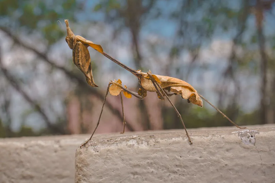 Foto: Soundarapandian MS / pexels A close-up of a leaf-like praying mantis in a natural outdoor setting.