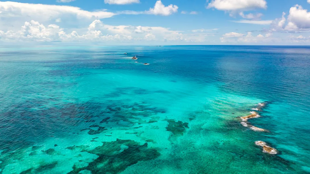 Alerta roja en Bahamas: la sobrepesca amenaza a 11 de 12 especies marinas clave