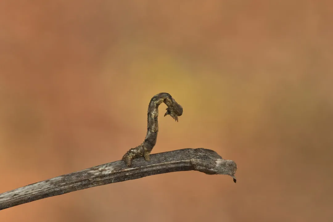 ¿Un gusano o una ramita? El increíble camuflaje de la oruga geométrida