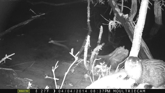 IA vigila el bienestar animal nocturno en zoológicos: un avance para la salud de la fauna