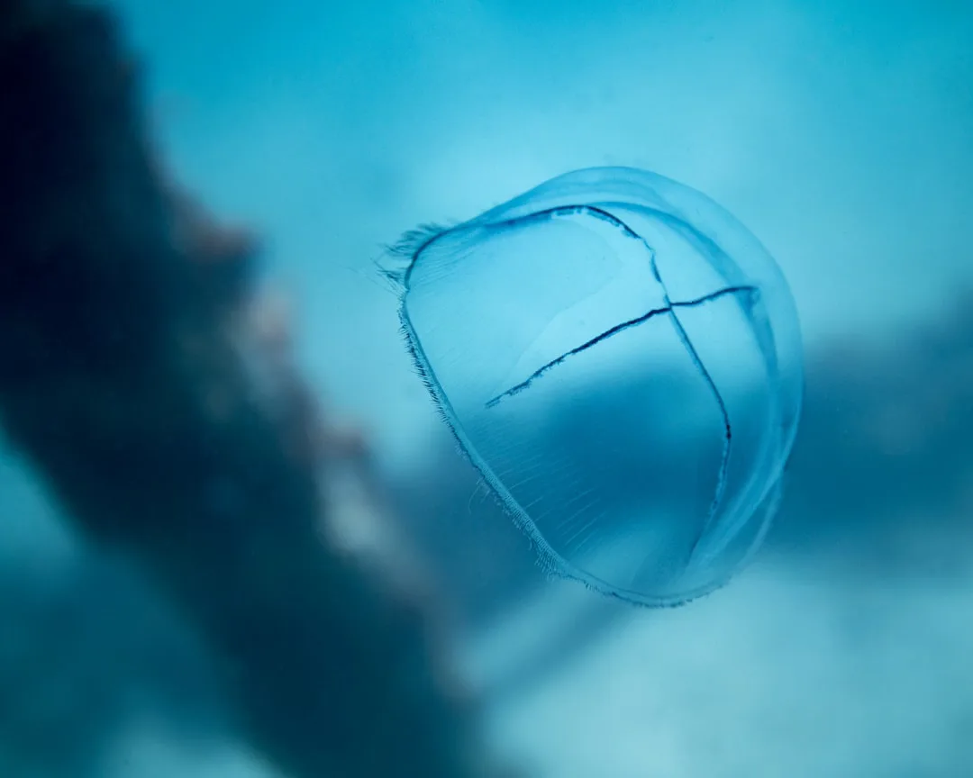 Foto: Fluid Imagery / unsplash purple and white jelly fish