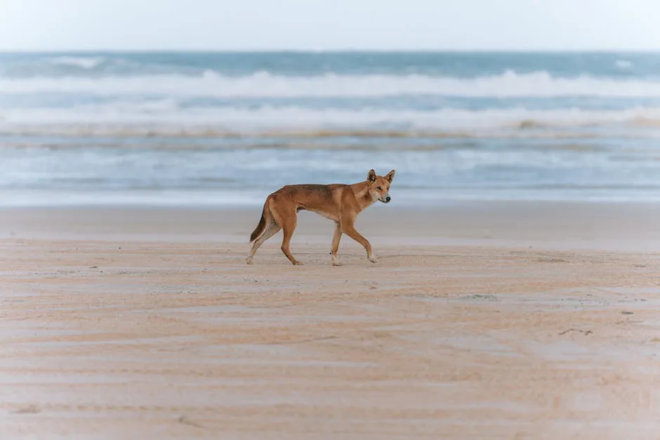 A dingo walks along the sandy shores of K'gari, QLD, Australia, showcasing wildlife in its natural habitat.